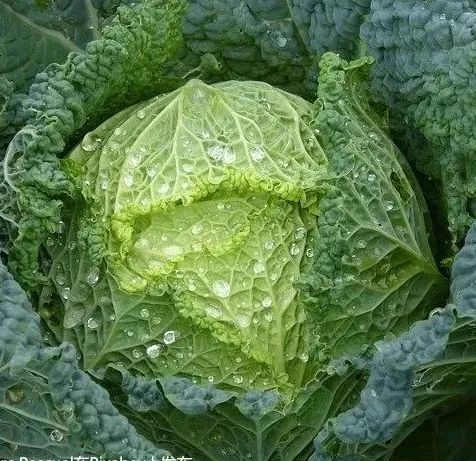 喝茶补硒的好处有哪些呢(喝茶好处补硒有副作用吗)-硒宝网