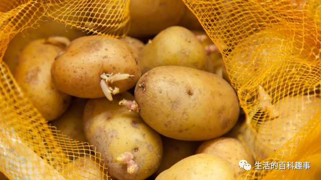 47岁可以补硒吗为什么(补硒可以提高免疫力吗)-硒宝网