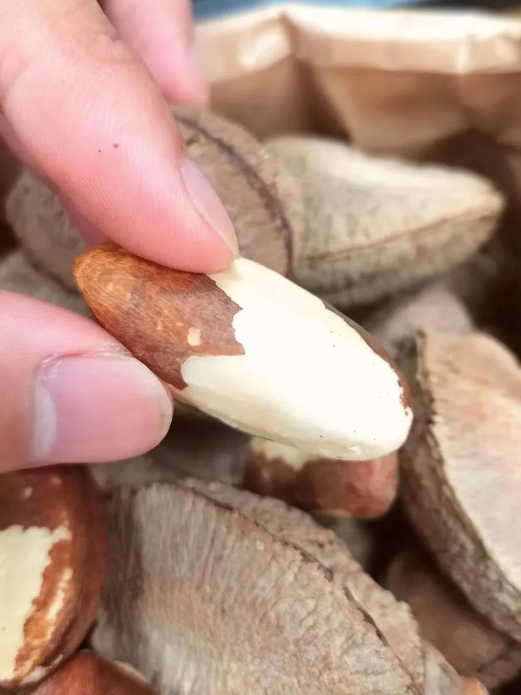 鲍鱼果补硒的好处与功效（鲍鱼果硒）-硒宝网