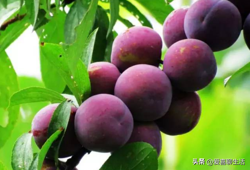 吃什么水果能补维硒元素（吃什么水果可以补硒）-硒宝网