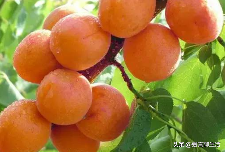 吃什么水果能补维硒元素（吃什么水果可以补硒）-硒宝网