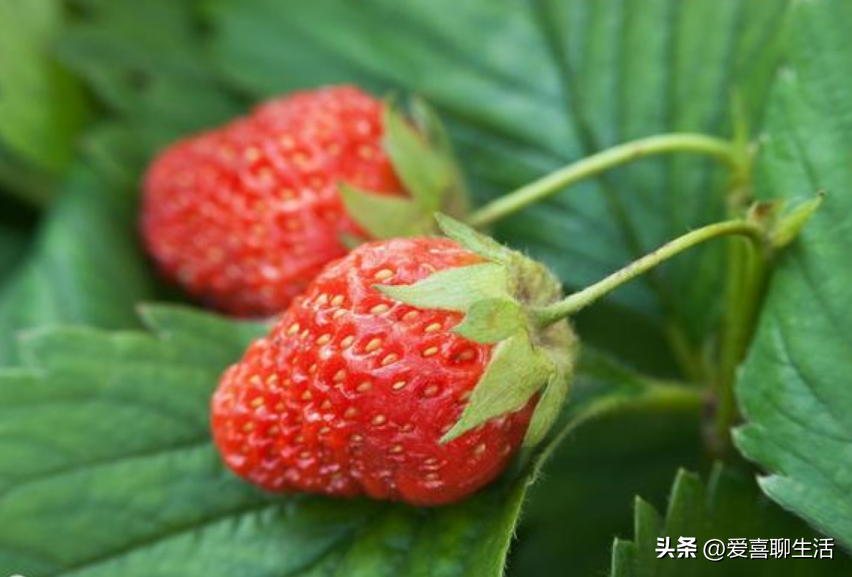 吃什么水果能补维硒元素（吃什么水果可以补硒）-硒宝网