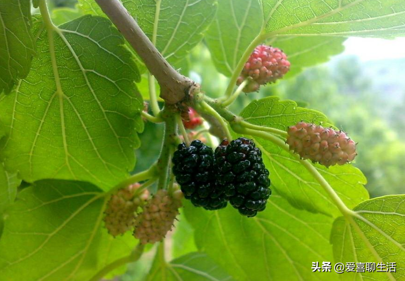 吃什么水果能补维硒元素（吃什么水果可以补硒）-硒宝网