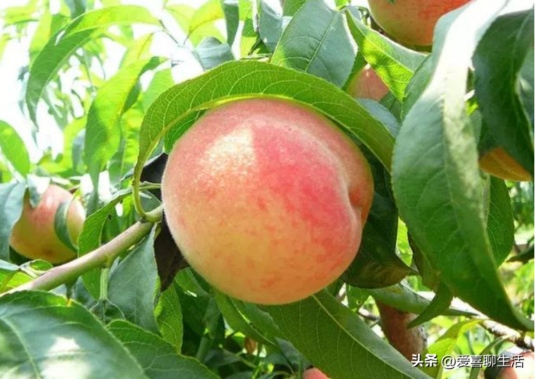 吃什么水果能补维硒元素（吃什么水果可以补硒）-硒宝网