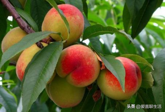 吃什么水果能补维硒元素（吃什么水果可以补硒）-硒宝网