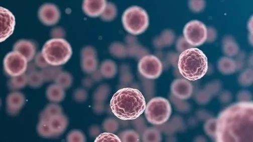 白果能补硒吗怎么吃好呢（吃白果补什么）-硒宝网