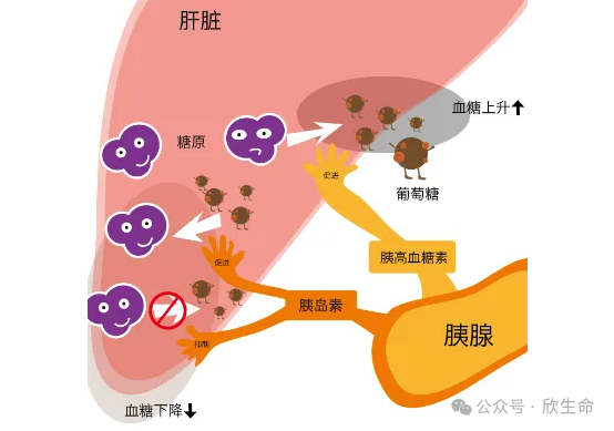 硒需要补多久调节内分泌(肾上腺素分泌调节)-硒宝网