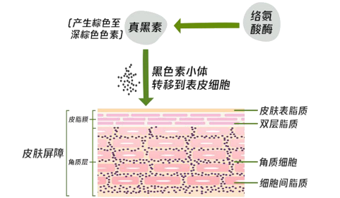 60岁女人补钙吃哪牌子(女士补钙吃哪种商品比较好)-硒宝网