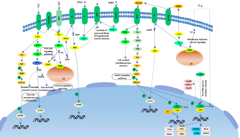 60岁女人补钙吃哪牌子(女士补钙吃哪种商品比较好)-硒宝网