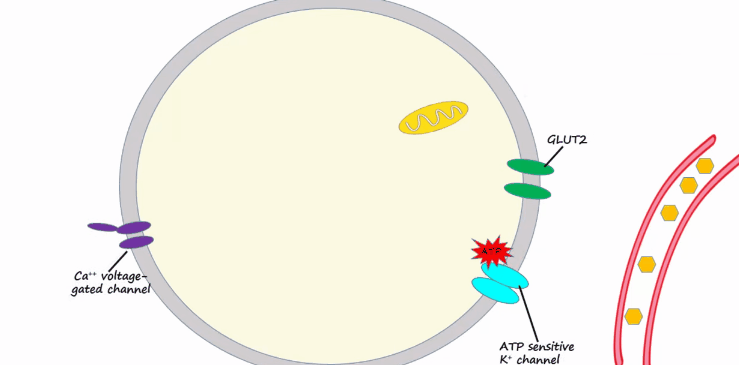 60岁女人补钙吃哪牌子(女士补钙吃哪种商品比较好)-硒宝网