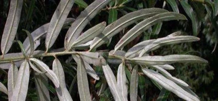 补硒对月经有影响吗女性(补硒会导致月经推迟)-硒宝网