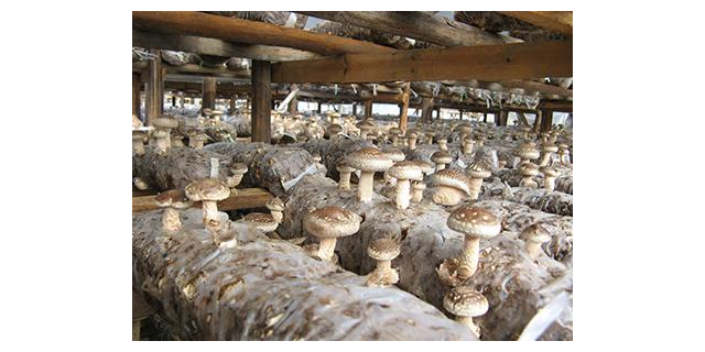 科学补硒配方食品有用吗(补硒食品)-硒宝网