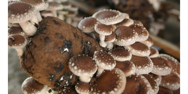 科学补硒配方食品有用吗(补硒食品)-硒宝网