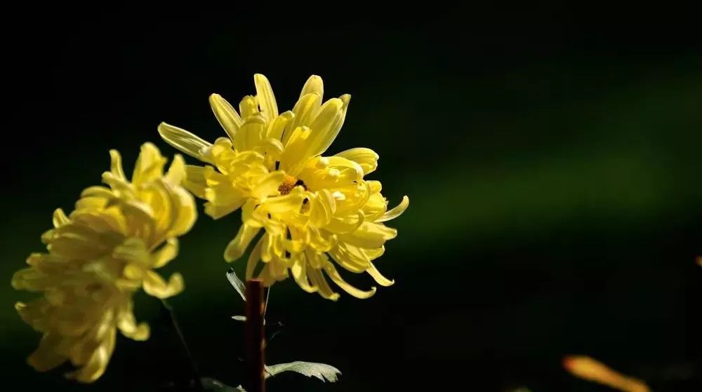 100岁每天补硒吃生蒜（补硒一天吃几颗大蒜）-硒宝网