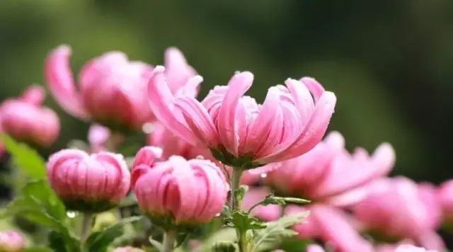 100岁每天补硒吃生蒜（补硒一天吃几颗大蒜）-硒宝网