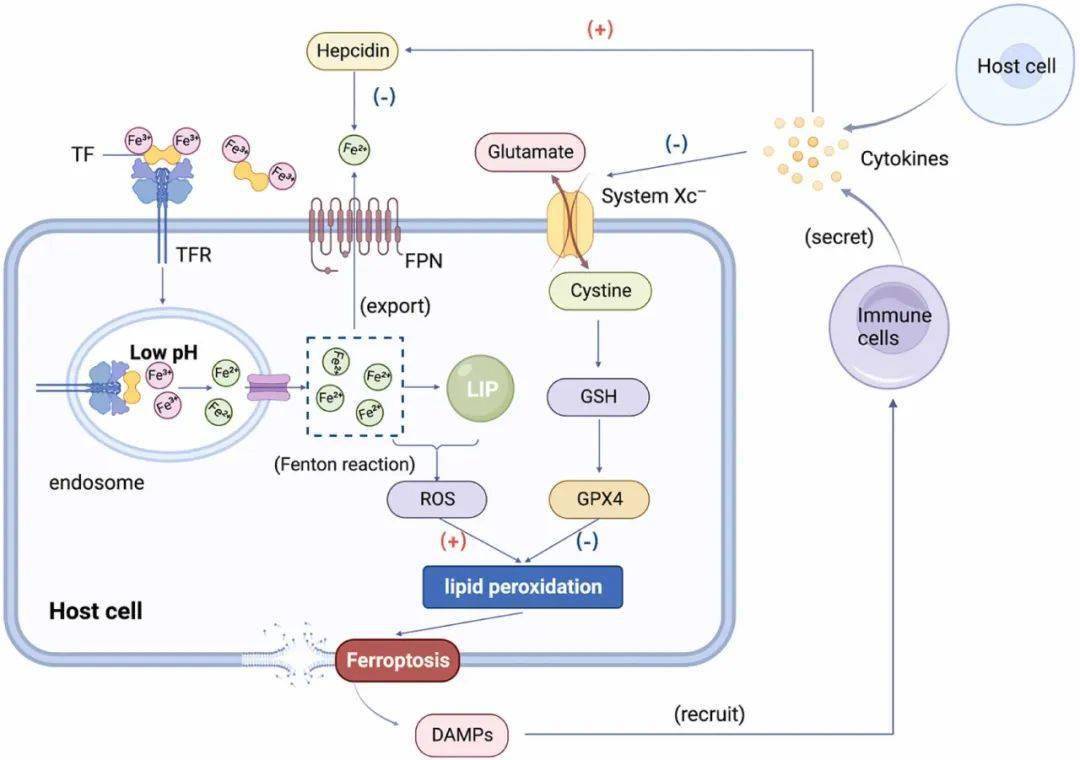黄斑病变能补硒吗吃什么（硒对黄斑病变有治疗作用吗）-硒宝网