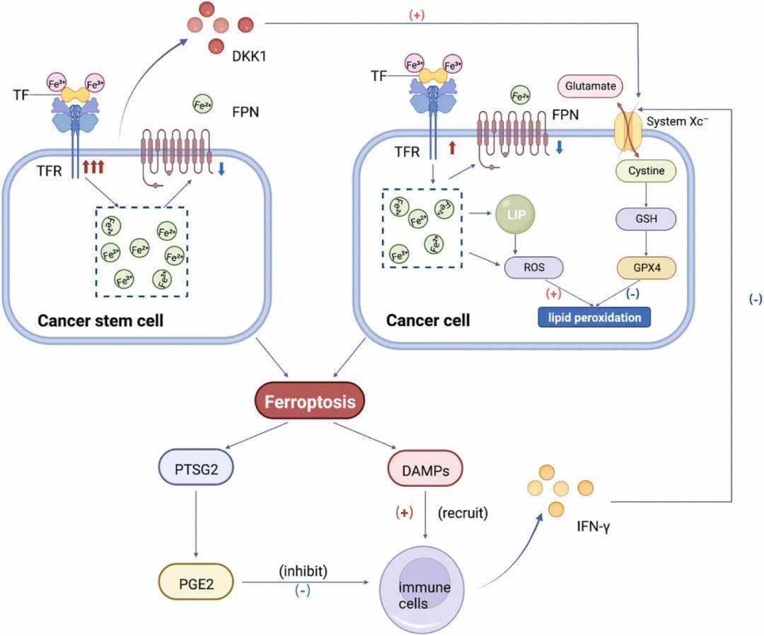 黄斑病变能补硒吗吃什么（硒对黄斑病变有治疗作用吗）-硒宝网