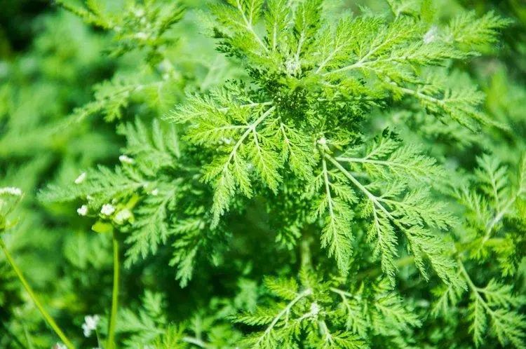 哪种中药能补硒的最好呢(中药能补种好硒元素吗)-硒宝网