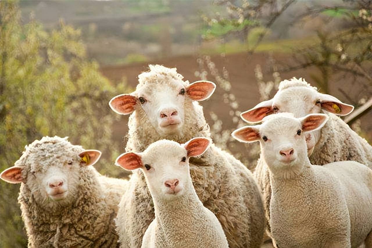 羊羔出生几天打补硒针好（刚出生的小羊羔打针打什么部位）-硒宝网