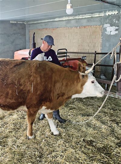 羊羔出生几天打补硒针好（刚出生的小羊羔打针打什么部位）-硒宝网