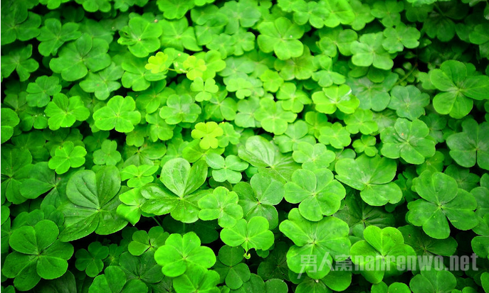 哪些维生素补硒效果好呢(维生素硒的副作用)-硒宝网