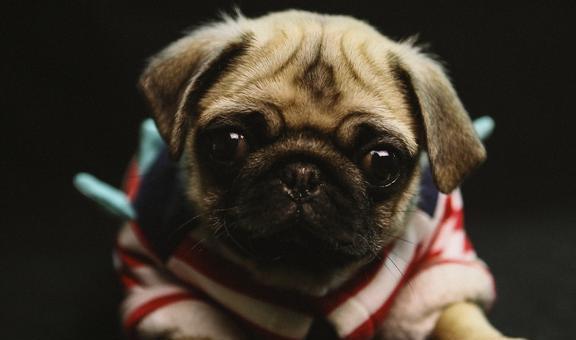 打狂犬疫苗可以补硒没吗（可以补打狂犬疫苗吗）-硒宝网