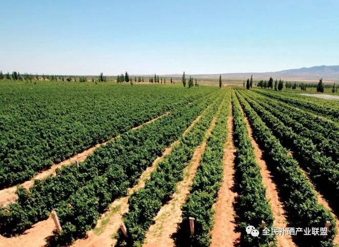 全民补硒工程是什么时间（全民补硒健康工程管理办公室）-硒宝网