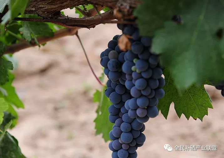 全民补硒工程是什么时间（全民补硒健康工程管理办公室）-硒宝网