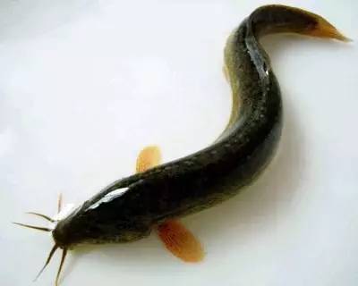 成年男子要补多少锌硒呢（成年锌补男子硒要吃多久）-硒宝网