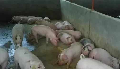 补硒过度拉稀吃什么药好（吃补硒保健品可以吗）-硒宝网