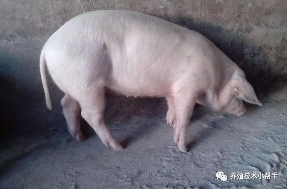 补硒过度拉稀吃什么药好（吃补硒保健品可以吗）-硒宝网