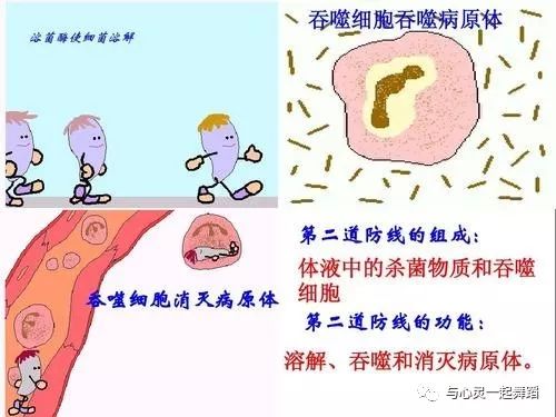 免疫系统亢进可以补硒吗（免疫补系统亢进硒可以补吗）-硒宝网