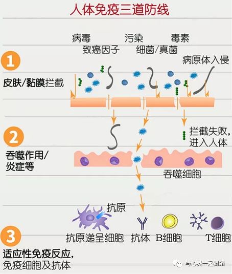 免疫系统亢进可以补硒吗（免疫补系统亢进硒可以补吗）-硒宝网