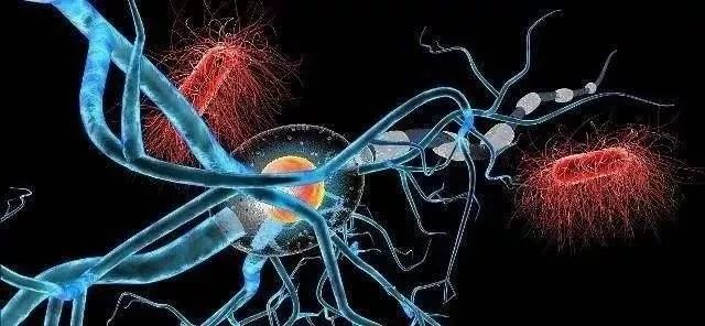 植物神经紊乱可以补硒吗（神经补植物紊乱硒可以吃多久）-硒宝网