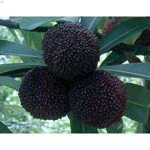 每天补硒200会怎么样(每天补充硒)-硒宝网