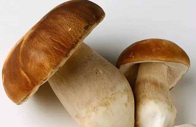 补硒的功能与作用及禁忌（硒的禁忌症）-硒宝网