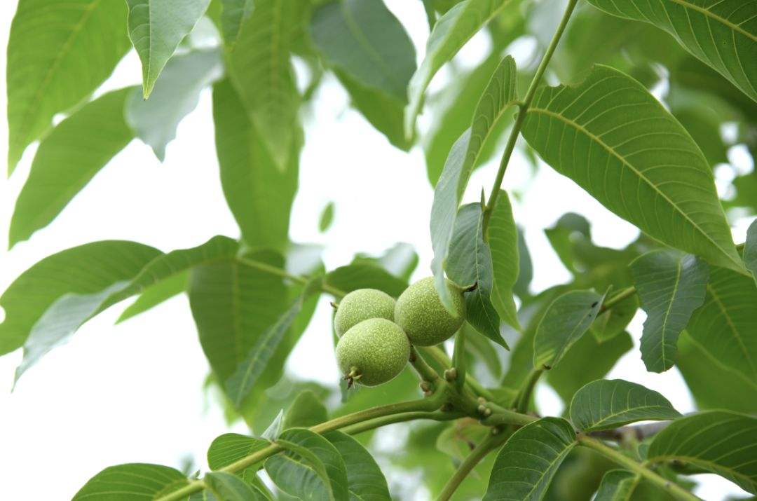 植物补硒总部在什么地方（植物硒的价格）-硒宝网