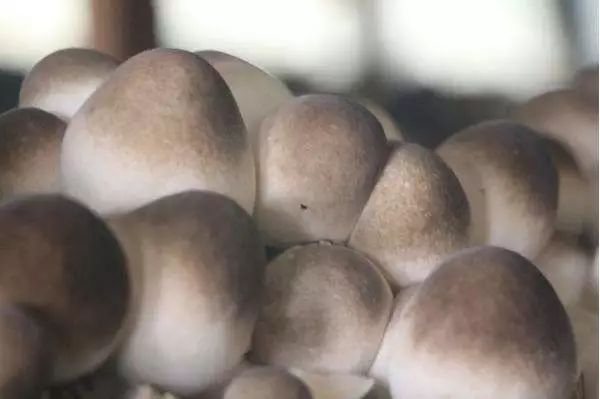 补硒最好的成分是啥东西（补硒的东西）-硒宝网