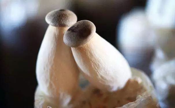 补硒最好的成分是啥东西（补硒的东西）-硒宝网