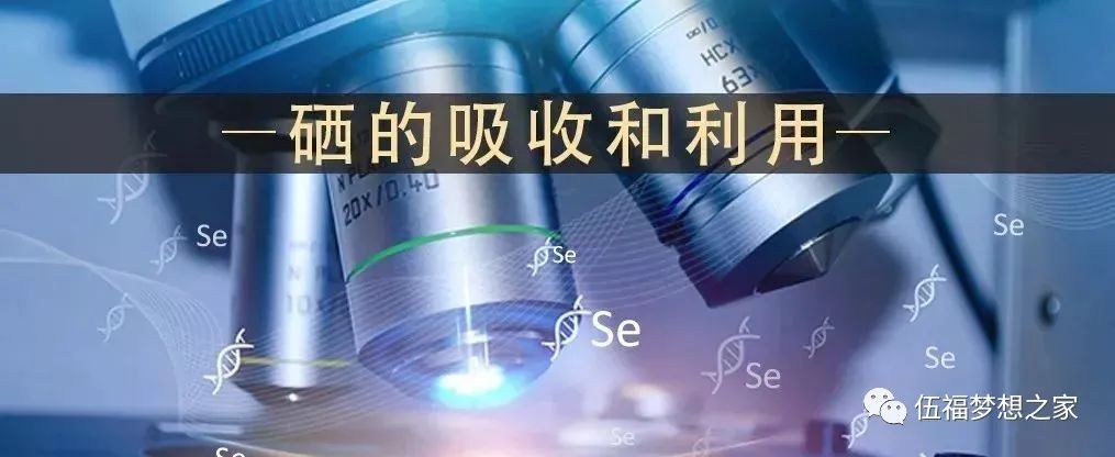 补硒标准多少克为标准呢(标准补克硒为多少毫克)-硒宝网