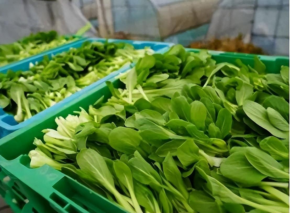 人体缺锌如何补硒元素的(人体缺少锌硒会咋样)-硒宝网