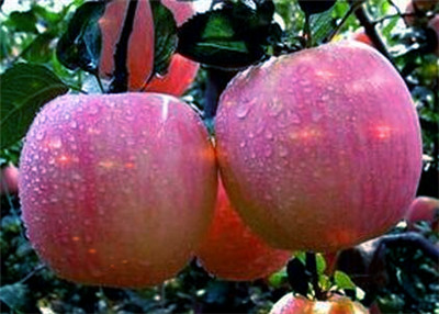 吃五种水果补硒好吗女性(吃什么水果补硒效果最好)-硒宝网