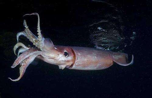 鱿鱼干补硒嘛怎么吃最好（鱿鱼补干吃好硒含量多少）-硒宝网