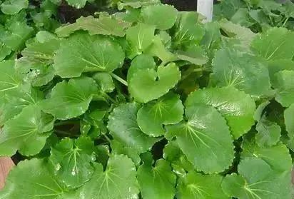 人体补硒和补肽哪一种好(补充硒肽有啥好处)-硒宝网