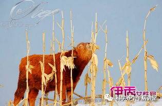 怎么样给牛补硒效果好呢（牛补硒过量多长时间出现反应）-硒宝网