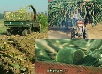 怎么样给牛补硒效果好呢（牛补硒过量多长时间出现反应）-硒宝网