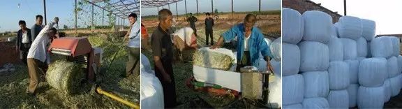 怎么样给牛补硒效果好呢（牛补硒过量多长时间出现反应）-硒宝网