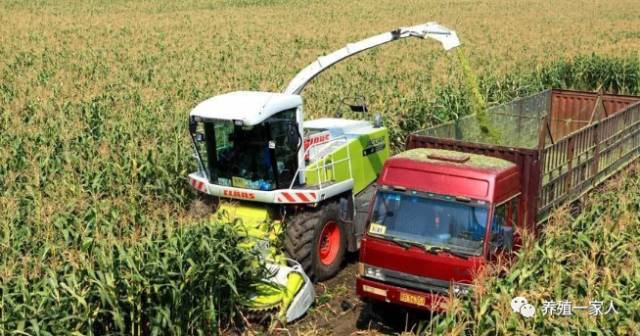 怎么样给牛补硒效果好呢（牛补硒过量多长时间出现反应）-硒宝网