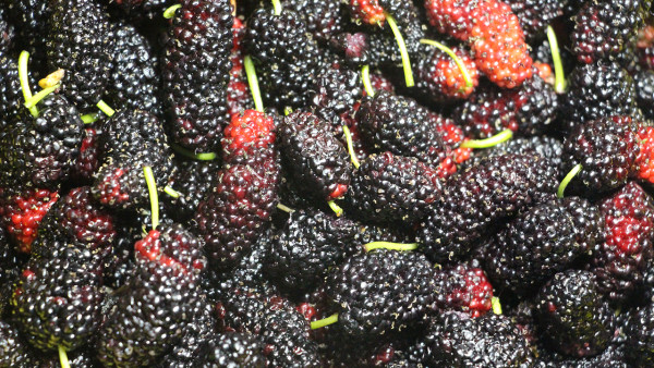 黑桑葚干泡水喝能补硒吗（黑桑葚干泡水补肾吗）-硒宝网