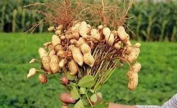 坚果都补硒吗怎么吃的呢（坚果含硒高的食物有哪些）-硒宝网